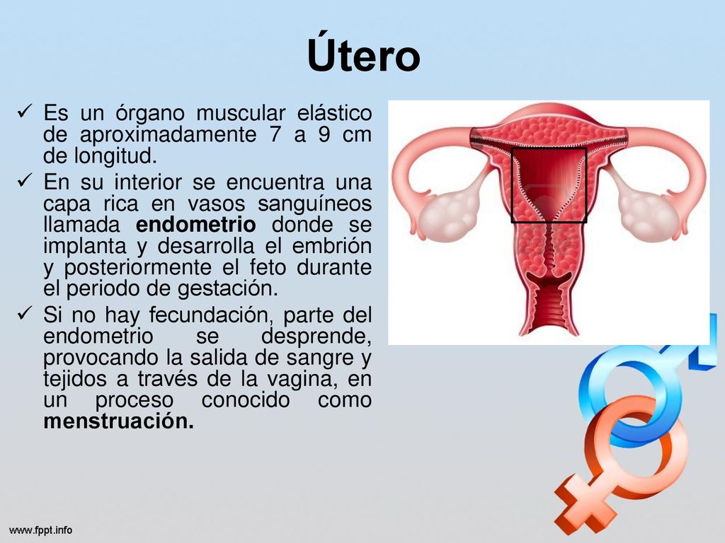 Útero Es un órgano muscular elástico de aproximadamente 7 a 9 cm de longitud.