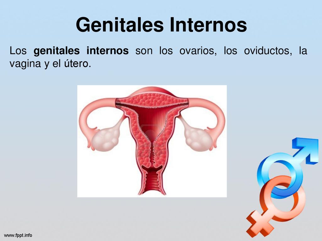 Genitales Internos Los genitales internos son los ovarios, los oviductos, la vagina y el útero.