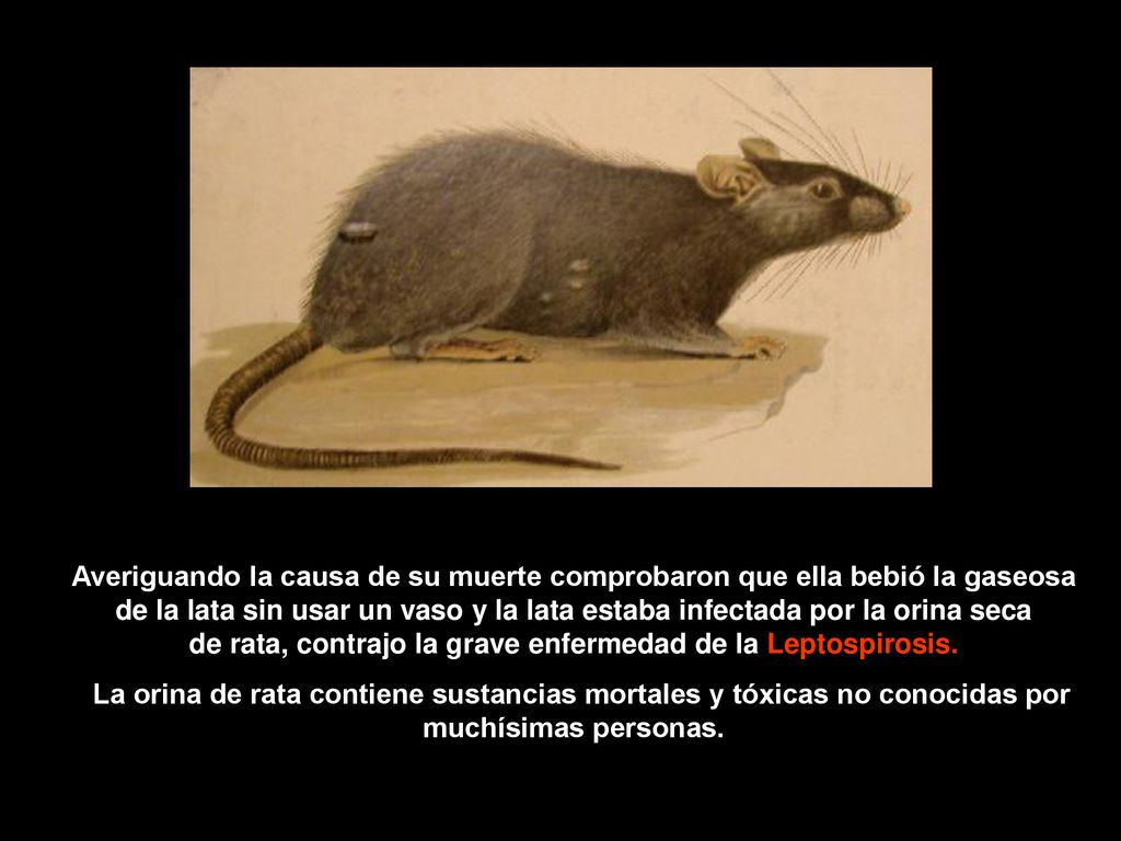 Averiguando la causa de su muerte comprobaron que ella bebió la gaseosa de la lata sin usar un vaso y la lata estaba infectada por la orina seca de rata, contrajo la grave enfermedad de la Leptospirosis.