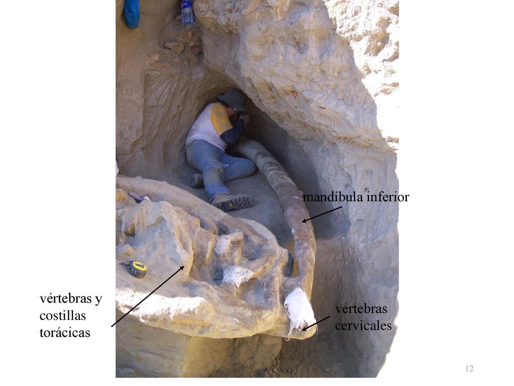 mandíbula inferior vértebras y costillas torácicas vértebras cervicales