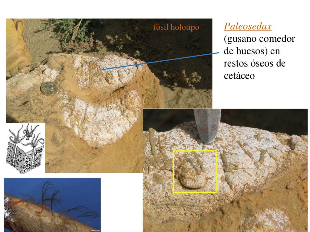 Paleosedax (gusano comedor de huesos) en restos óseos de cetáceo
