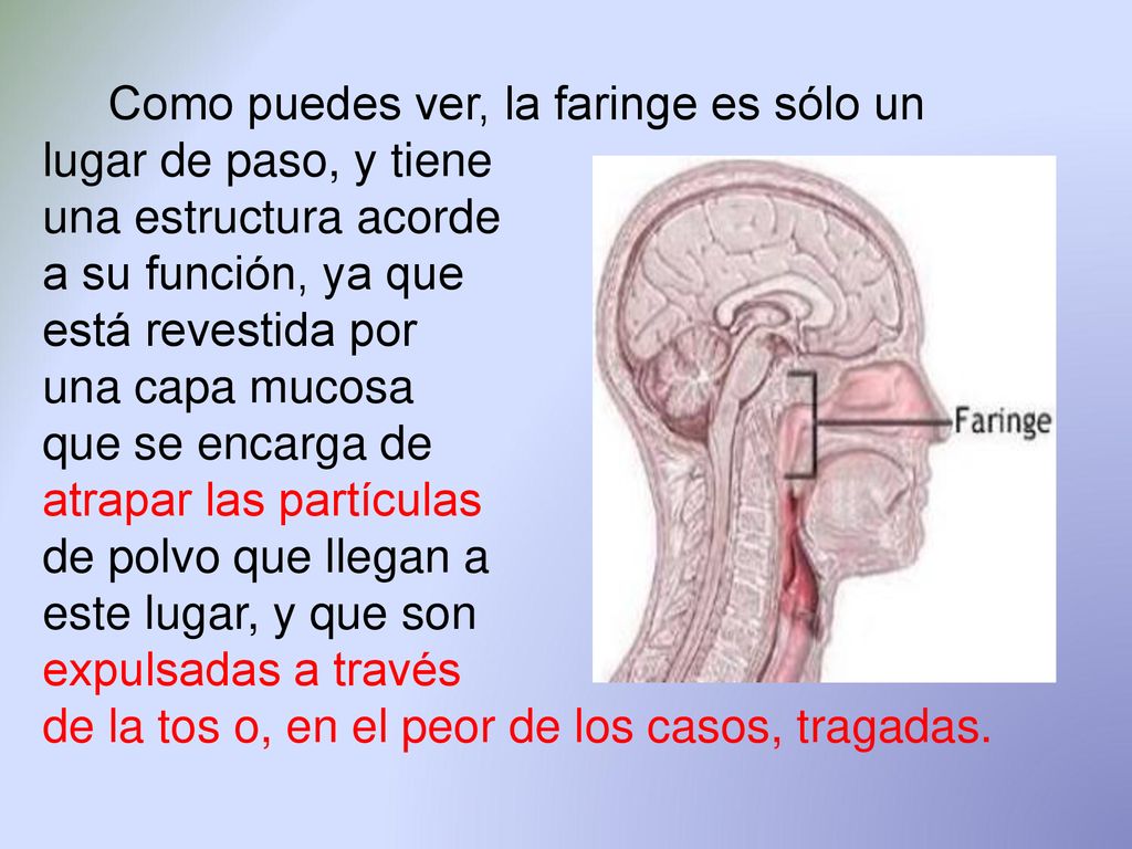 Como puedes ver, la faringe es sólo un lugar de paso, y tiene