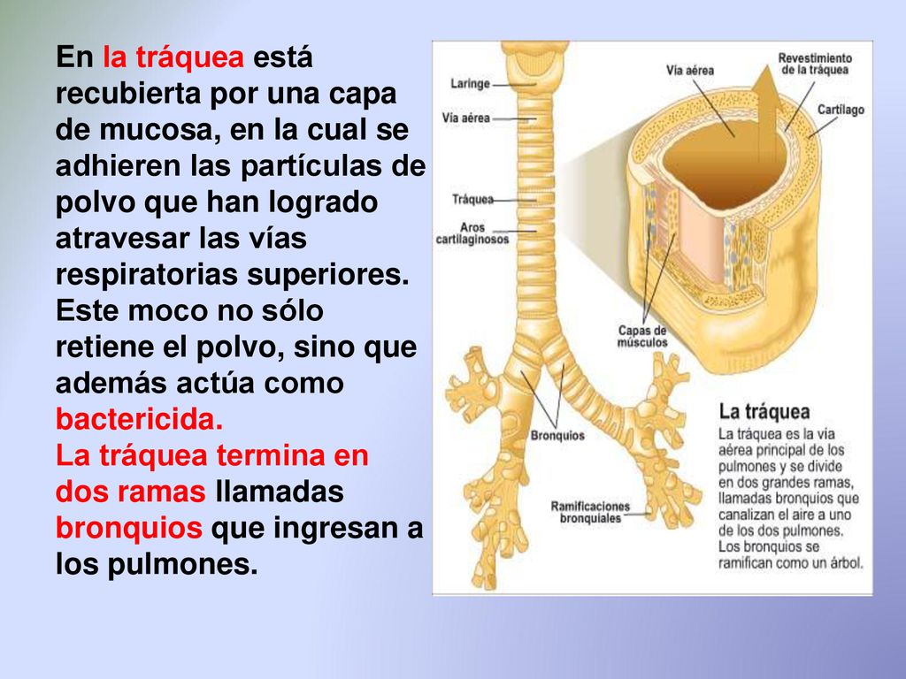 En la tráquea está recubierta por una capa de mucosa, en la cual se adhieren las partículas de polvo que han logrado atravesar las vías respiratorias superiores. Este moco no sólo retiene el polvo, sino que además actúa como bactericida.