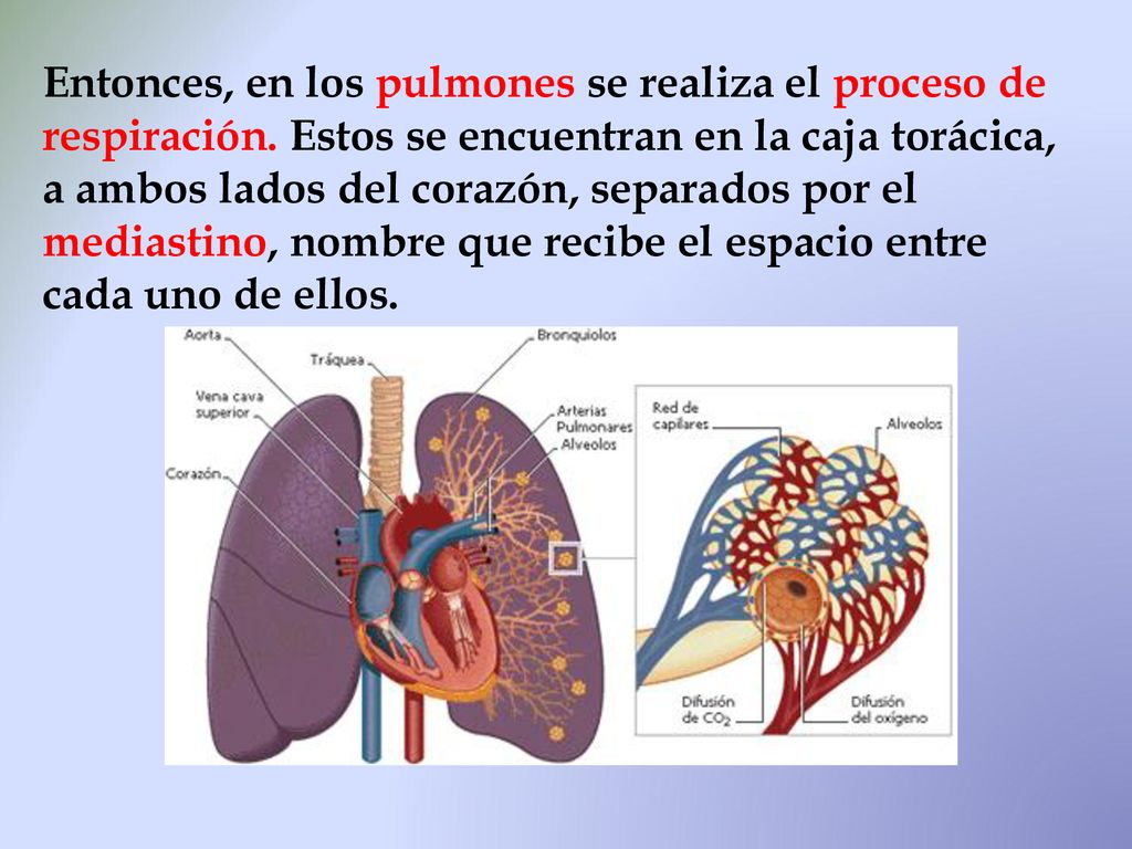 Entonces, en los pulmones se realiza el proceso de respiración