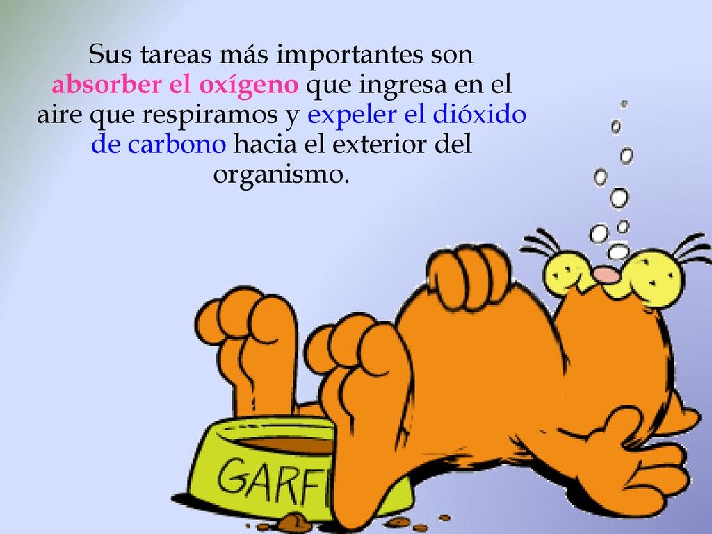 Sus tareas más importantes son absorber el oxígeno que ingresa en el aire que respiramos y expeler el dióxido de carbono hacia el exterior del organismo.