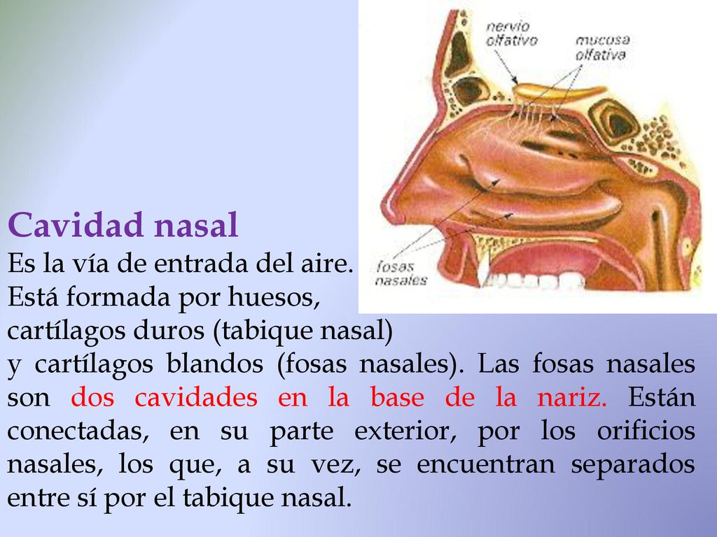 Cavidad nasal Es la vía de entrada del aire. Está formada por huesos,