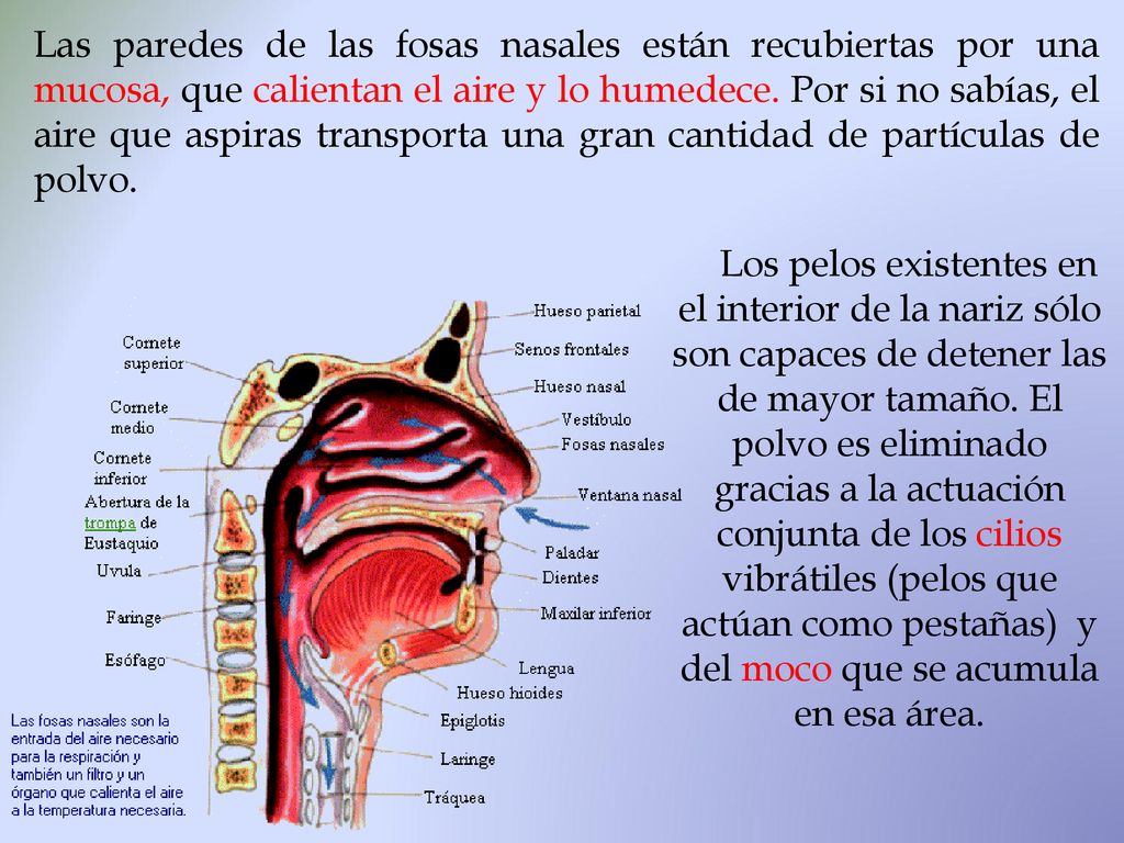 Las paredes de las fosas nasales están recubiertas por una mucosa, que calientan el aire y lo humedece. Por si no sabías, el aire que aspiras transporta una gran cantidad de partículas de polvo.