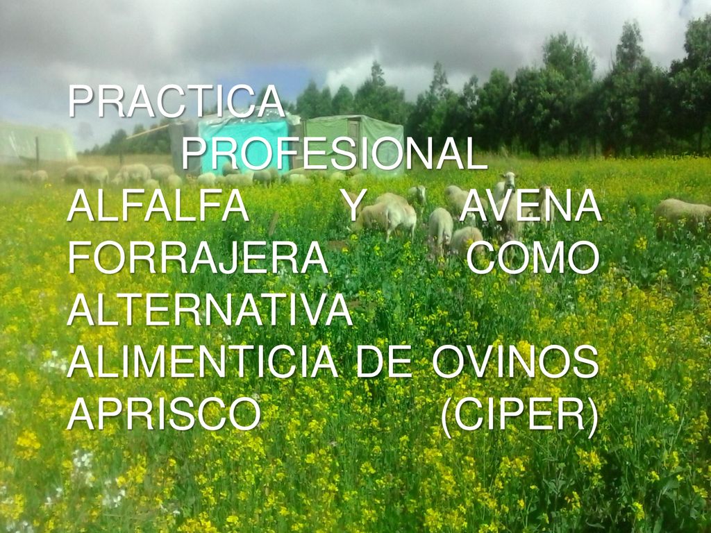 PRACTICA PROFESIONAL ALFALFA Y AVENA FORRAJERA COMO ALTERNATIVA ALIMENTICIA DE OVINOS APRISCO (CIPER)