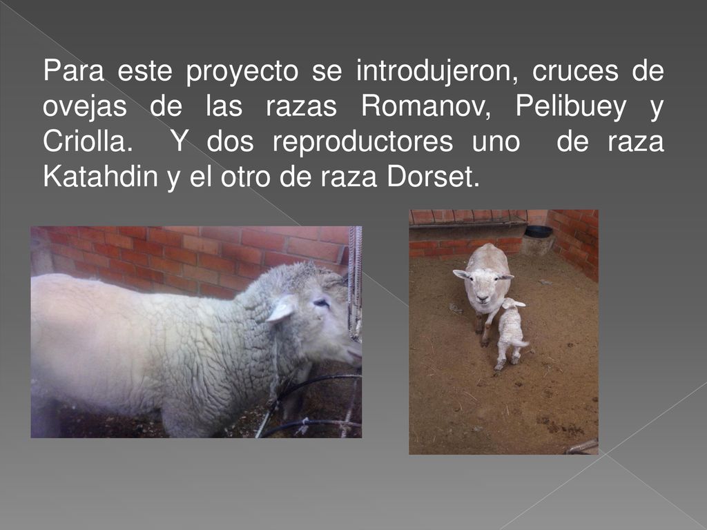 Para este proyecto se introdujeron, cruces de ovejas de las razas Romanov, Pelibuey y Criolla.