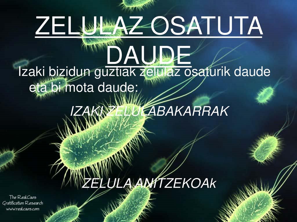 ZELULAZ OSATUTA DAUDE Izaki bizidun guztiak zelulaz osaturik daude eta bi mota daude: IZAKI ZELULABAKARRAK.