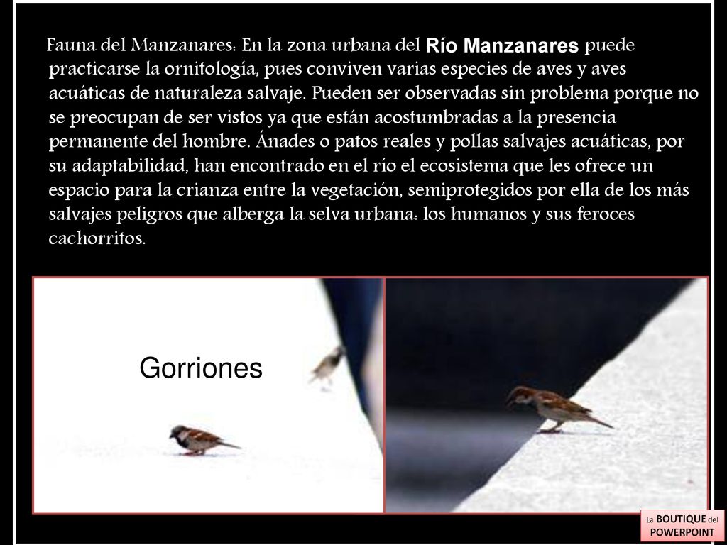 Fauna del Manzanares: En la zona urbana del Río Manzanares puede practicarse la ornitología, pues conviven varias especies de aves y aves acuáticas de naturaleza salvaje. Pueden ser observadas sin problema porque no se preocupan de ser vistos ya que están acostumbradas a la presencia permanente del hombre. Ánades o patos reales y pollas salvajes acuáticas, por su adaptabilidad, han encontrado en el río el ecosistema que les ofrece un espacio para la crianza entre la vegetación, semiprotegidos por ella de los más salvajes peligros que alberga la selva urbana: los humanos y sus feroces cachorritos.