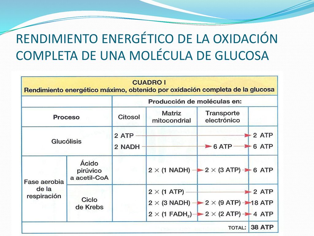 RENDIMIENTO ENERGÉTICO DE LA OXIDACIÓN COMPLETA DE UNA MOLÉCULA DE GLUCOSA
