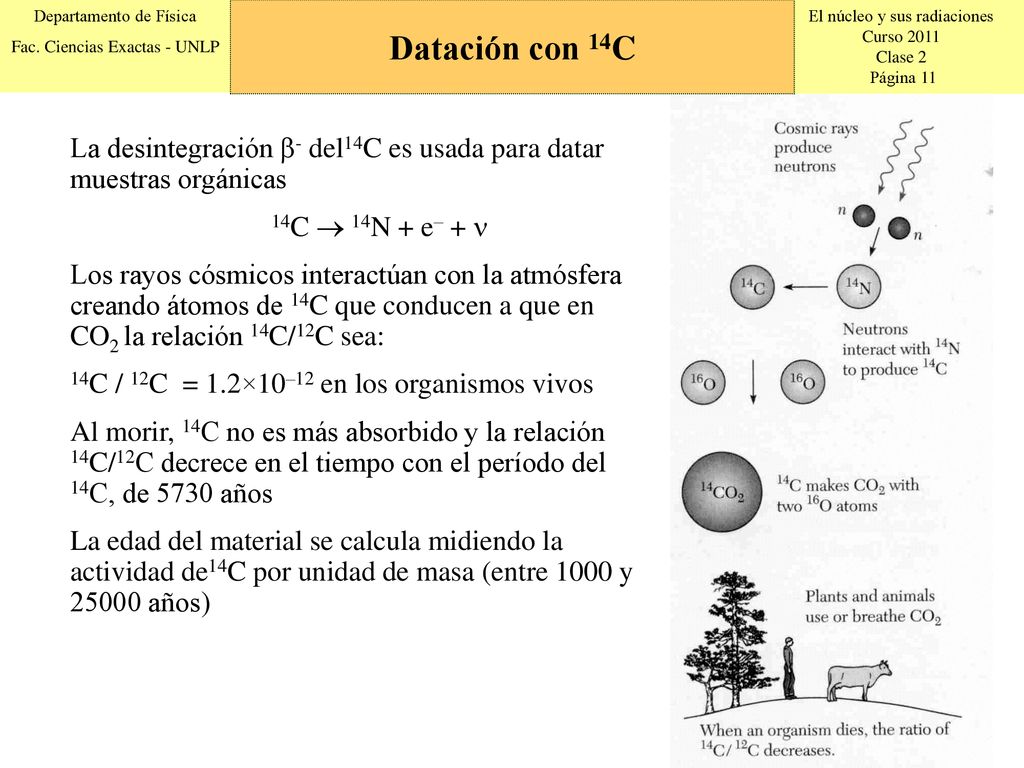 Datación con 14C La desintegración b- del14C es usada para datar muestras orgánicas. 14C  14N + e– + n.