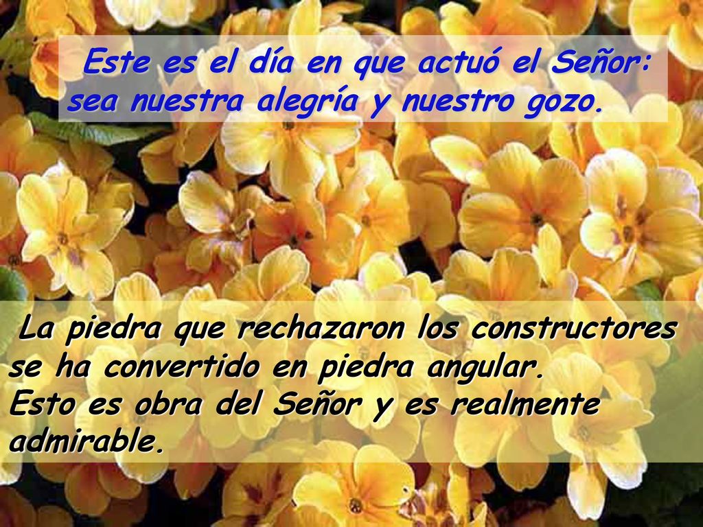 Este es el día en que actuó el Señor: sea nuestra alegría y nuestro gozo.