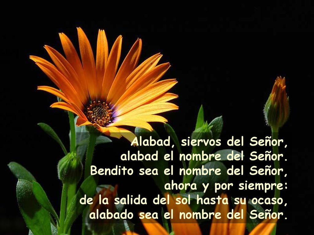 Alabad, siervos del Señor, alabad el nombre del Señor