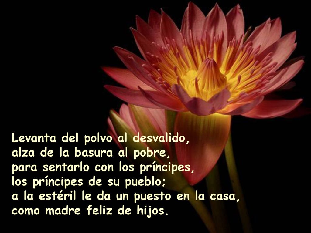 Levanta del polvo al desvalido, alza de la basura al pobre, para sentarlo con los príncipes, los príncipes de su pueblo; a la estéril le da un puesto en la casa, como madre feliz de hijos.