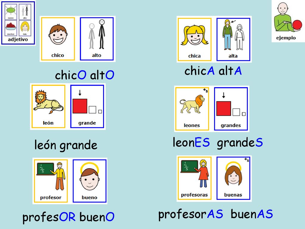chicA altA chicO altO leonES grandeS león grande profesorAS buenAS profesOR buenO
