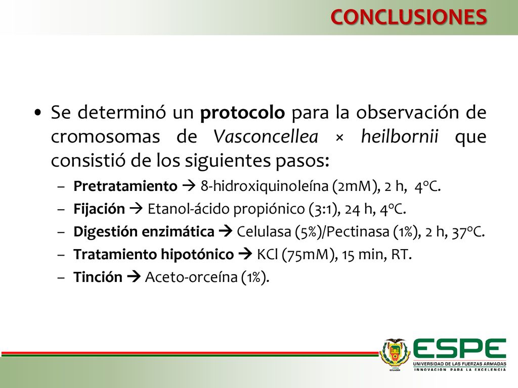 CONCLUSIONES Se determinó un protocolo para la observación de cromosomas de Vasconcellea × heilbornii que consistió de los siguientes pasos: