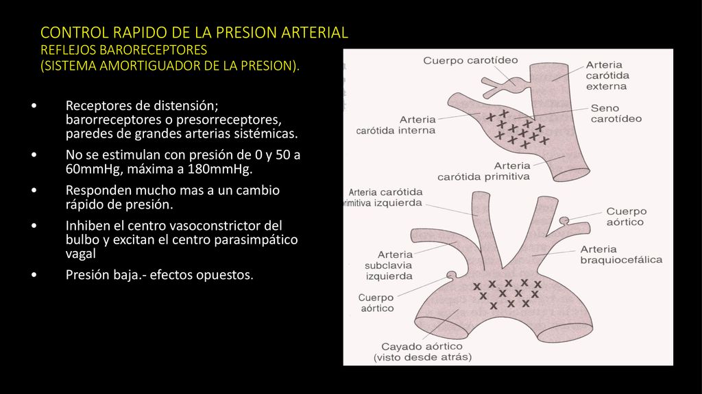 CONTROL RAPIDO DE LA PRESION ARTERIAL REFLEJOS BARORECEPTORES (SISTEMA AMORTIGUADOR DE LA PRESION).