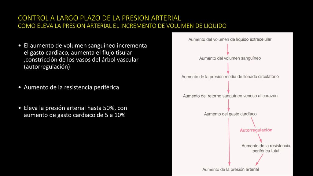 CONTROL A LARGO PLAZO DE LA PRESION ARTERIAL COMO ELEVA LA PRESION ARTERIAL EL INCREMENTO DE VOLUMEN DE LIQUIDO