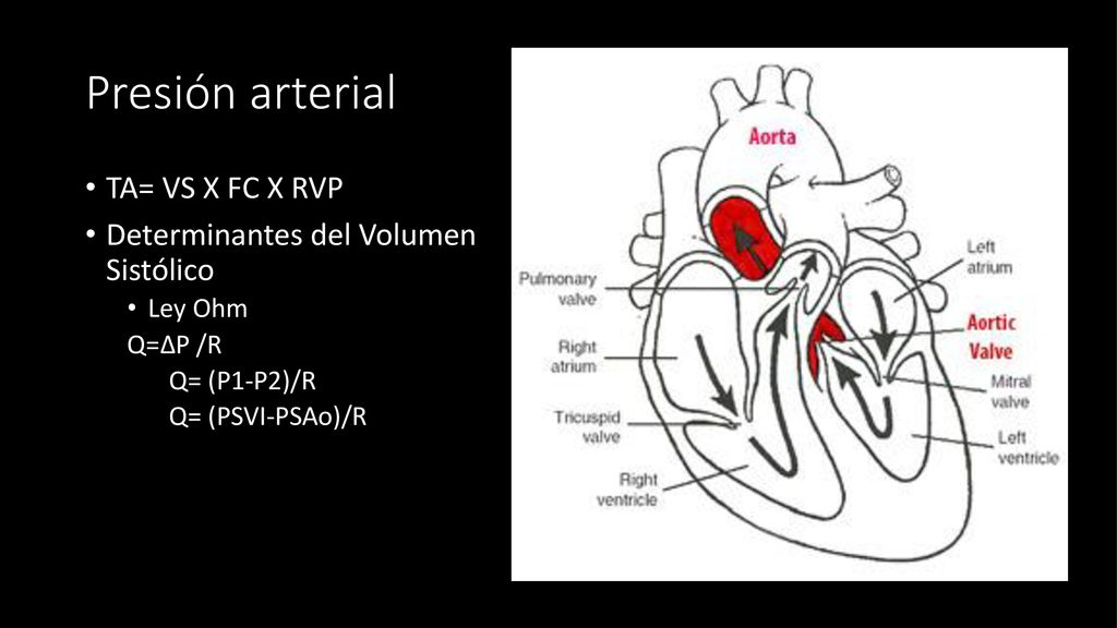 Presión arterial TA= VS X FC X RVP Determinantes del Volumen Sistólico