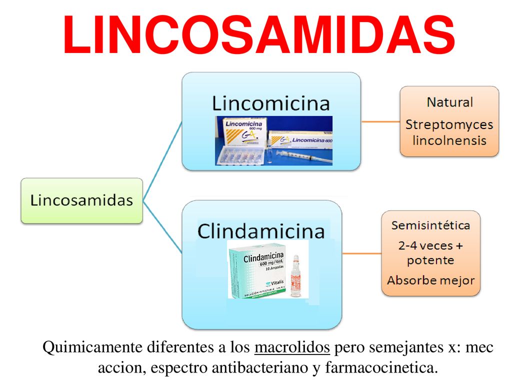 LINCOSAMIDAS Quimicamente diferentes a los macrolidos pero semejantes x: mec accion, espectro antibacteriano y farmacocinetica.