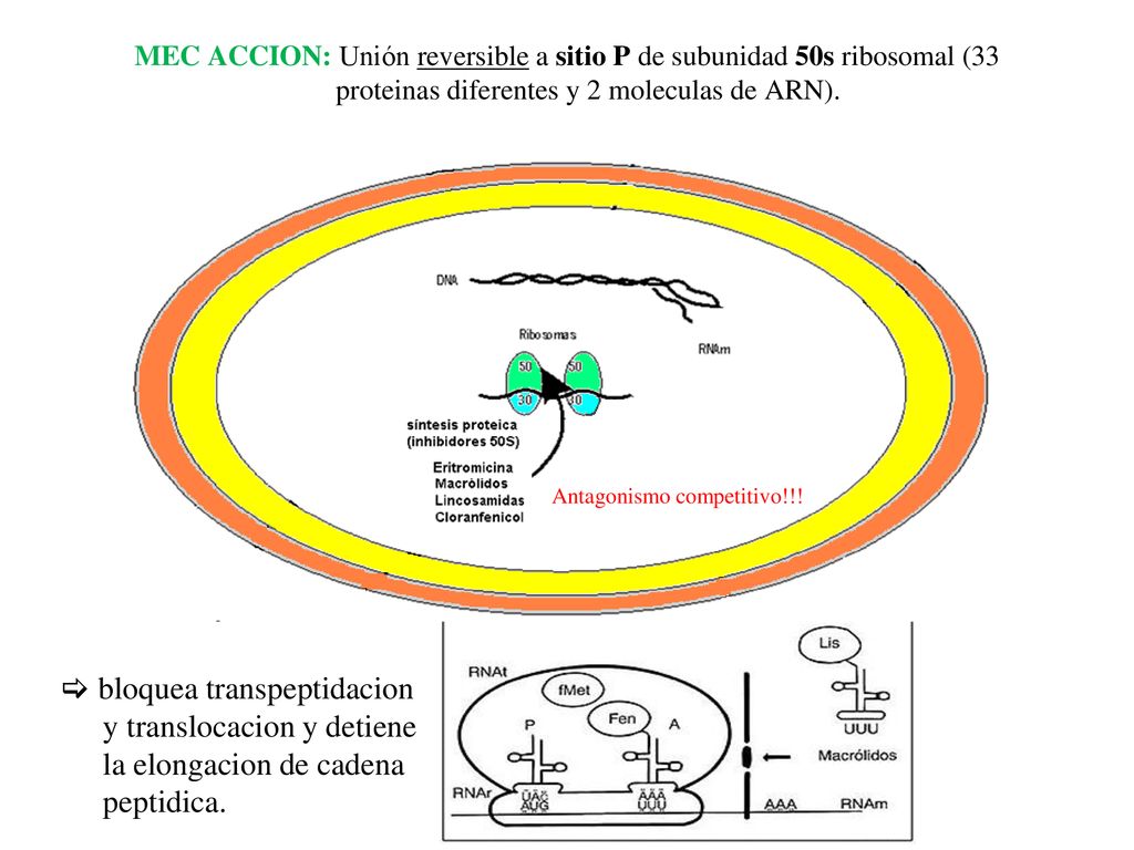 MEC ACCION: Unión reversible a sitio P de subunidad 50s ribosomal (33 proteinas diferentes y 2 moleculas de ARN).