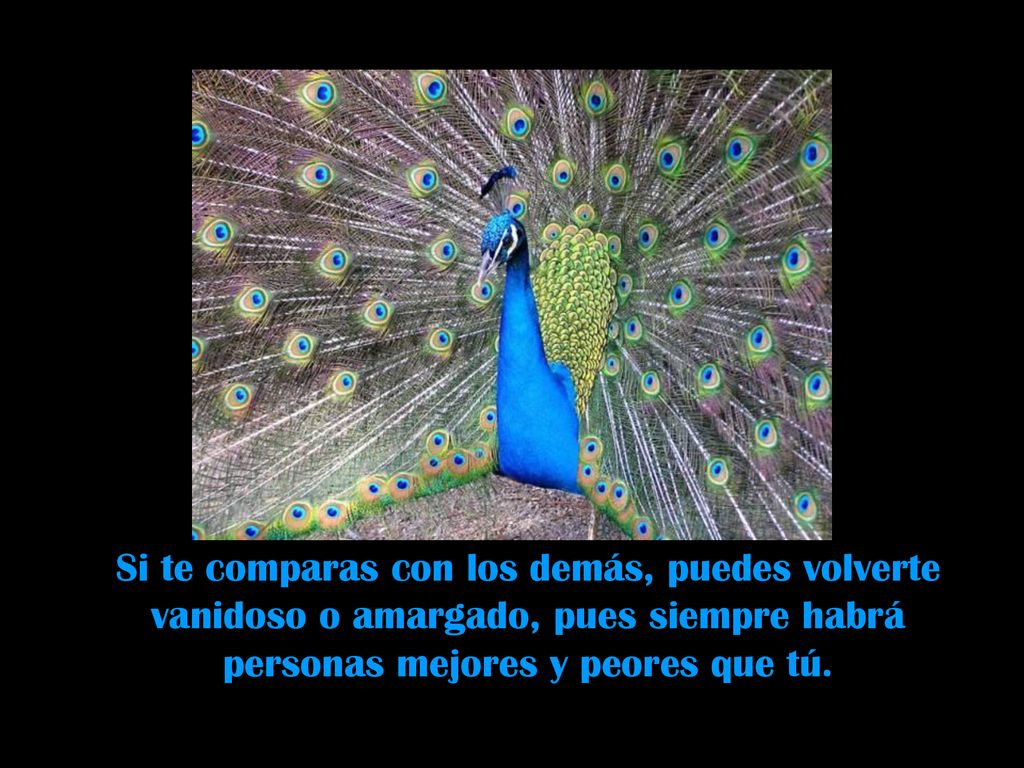 Si te comparas con los demás, puedes volverte vanidoso o amargado, pues siempre habrá personas mejores y peores que tú.