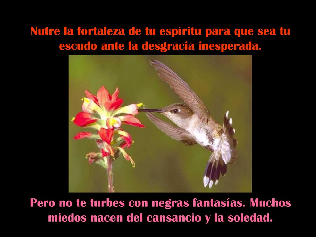 Nutre la fortaleza de tu espíritu para que sea tu escudo ante la desgracia inesperada.