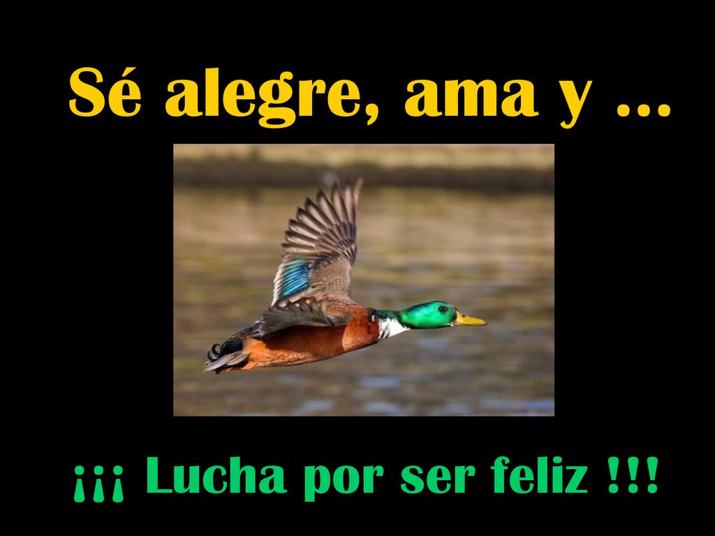 Sé alegre, ama y … ¡¡¡ Lucha por ser feliz !!!