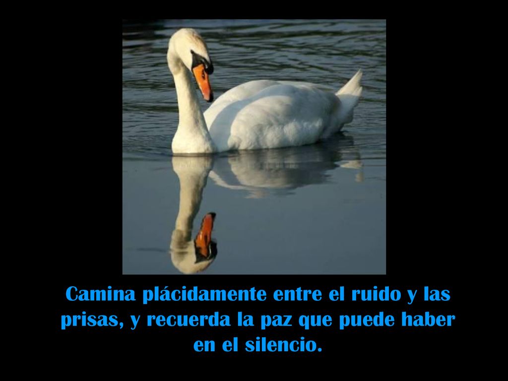 Camina plácidamente entre el ruido y las prisas, y recuerda la paz que puede haber en el silencio.