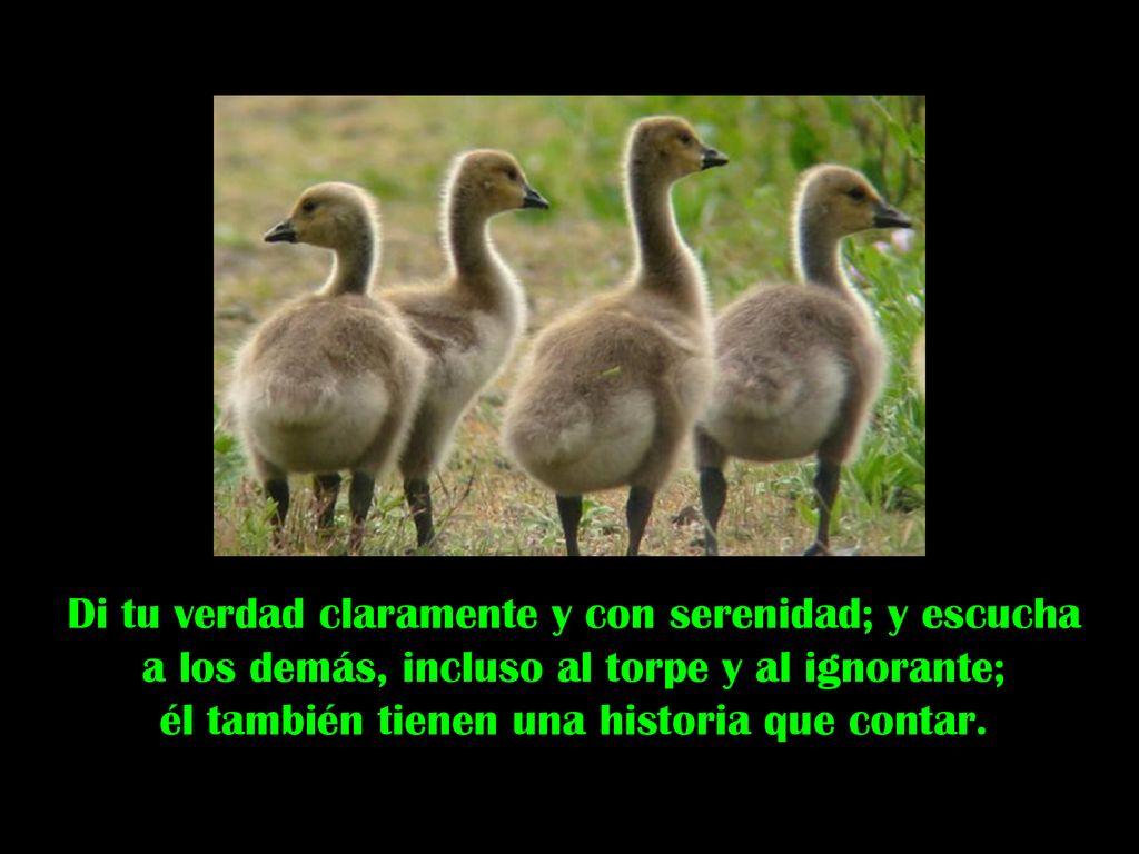 Di tu verdad claramente y con serenidad; y escucha a los demás, incluso al torpe y al ignorante; él también tienen una historia que contar.
