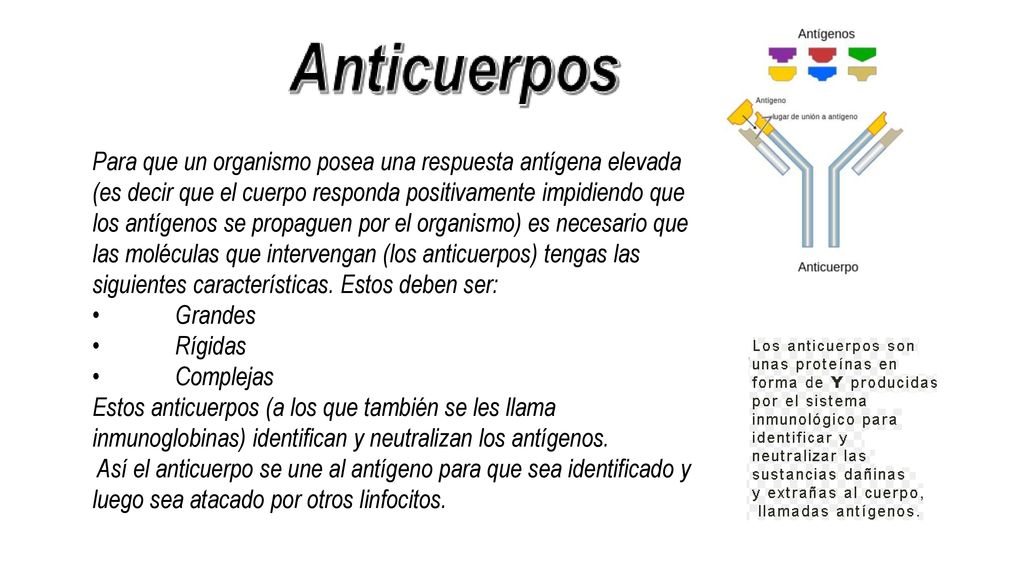 Para que un organismo posea una respuesta antígena elevada (es decir que el cuerpo responda positivamente impidiendo que los antígenos se propaguen por el organismo) es necesario que las moléculas que intervengan (los anticuerpos) tengas las siguientes características. Estos deben ser:
