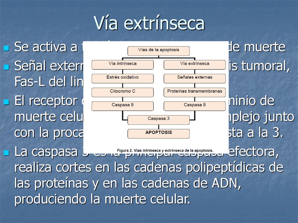 Vía extrínseca Se activa a través de los receptores de muerte
