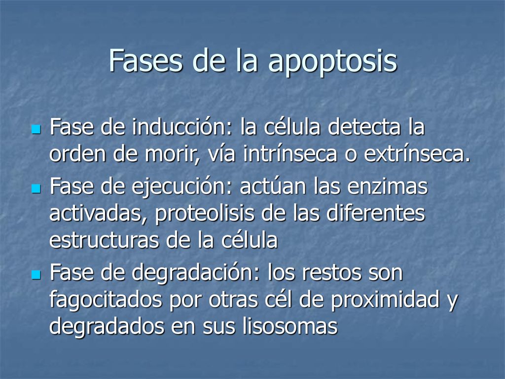 Fases de la apoptosis Fase de inducción: la célula detecta la orden de morir, vía intrínseca o extrínseca.