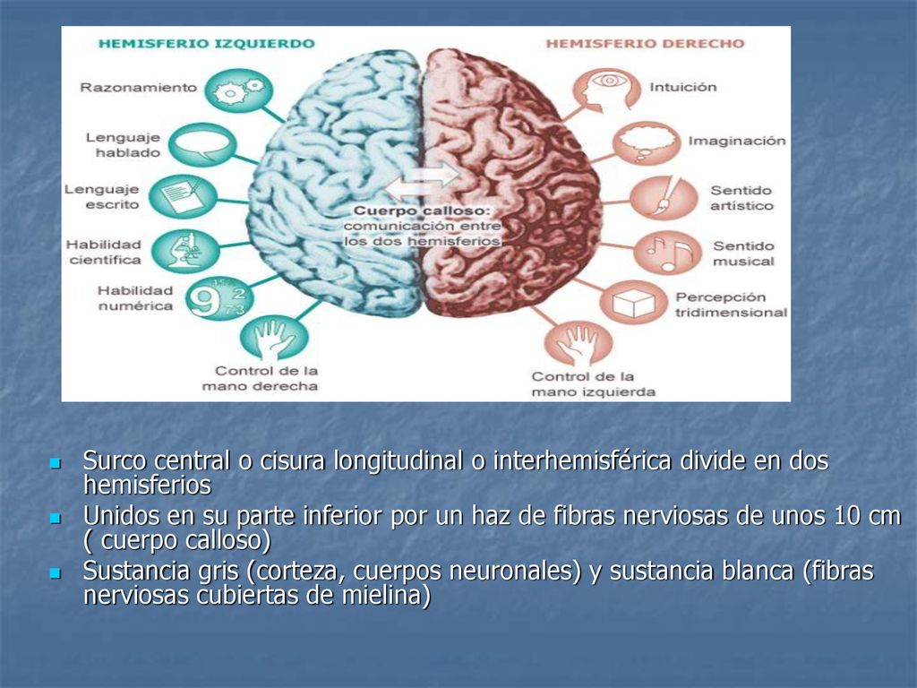 Surco central o cisura longitudinal o interhemisférica divide en dos hemisferios