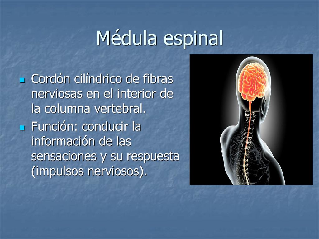 Médula espinal Cordón cilíndrico de fibras nerviosas en el interior de la columna vertebral.
