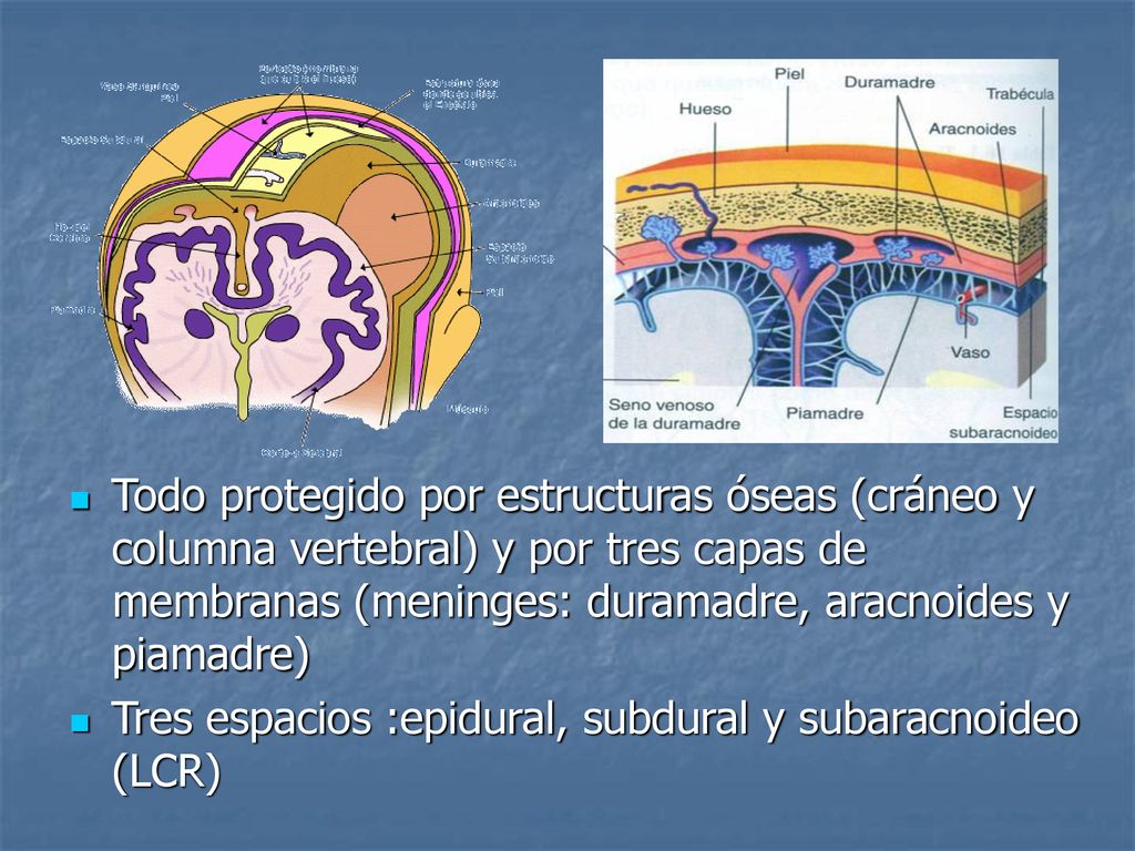 Todo protegido por estructuras óseas (cráneo y columna vertebral) y por tres capas de membranas (meninges: duramadre, aracnoides y piamadre)