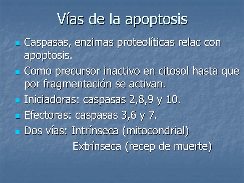 Vías de la apoptosis Caspasas, enzimas proteolíticas relac con apoptosis. Como precursor inactivo en citosol hasta que por fragmentación se activan.