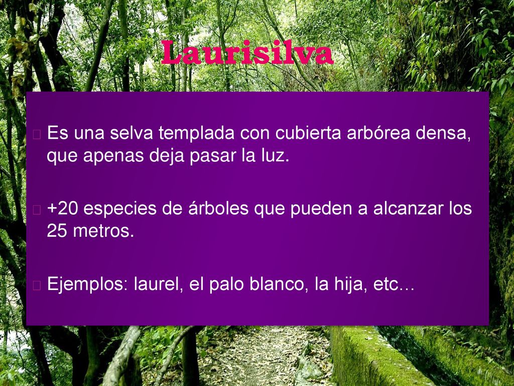 Laurisilva Es una selva templada con cubierta arbórea densa, que apenas deja pasar la luz.