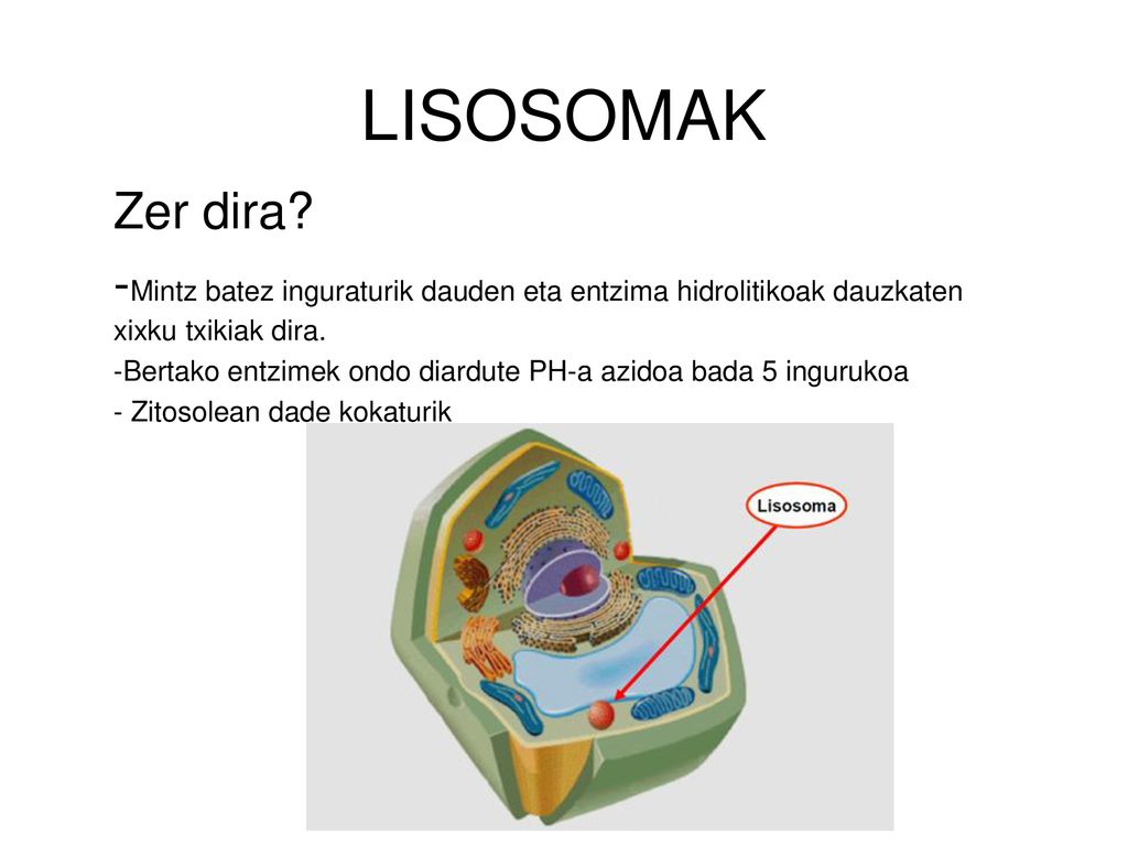 LISOSOMAK Zer dira -Mintz batez inguraturik dauden eta entzima hidrolitikoak dauzkaten xixku txikiak dira.