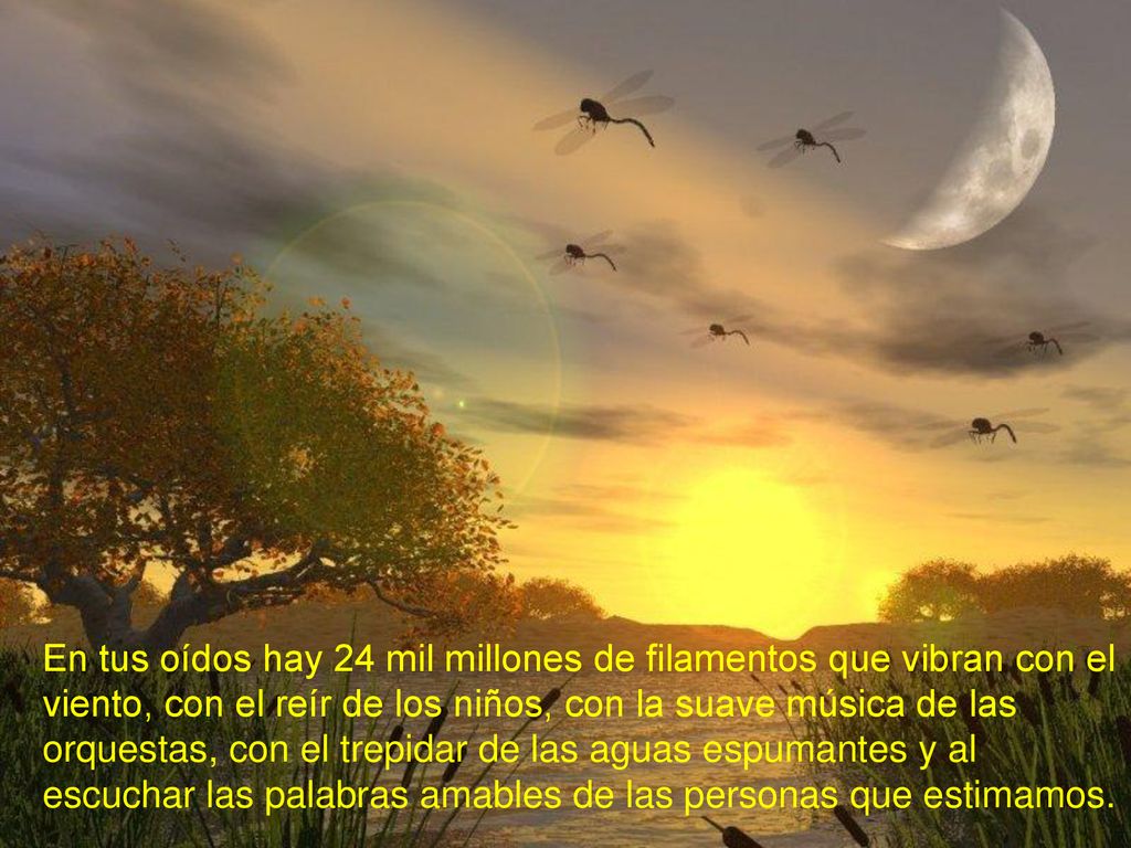 En tus oídos hay 24 mil millones de filamentos que vibran con el viento, con el reír de los niños, con la suave música de las orquestas, con el trepidar de las aguas espumantes y al escuchar las palabras amables de las personas que estimamos.