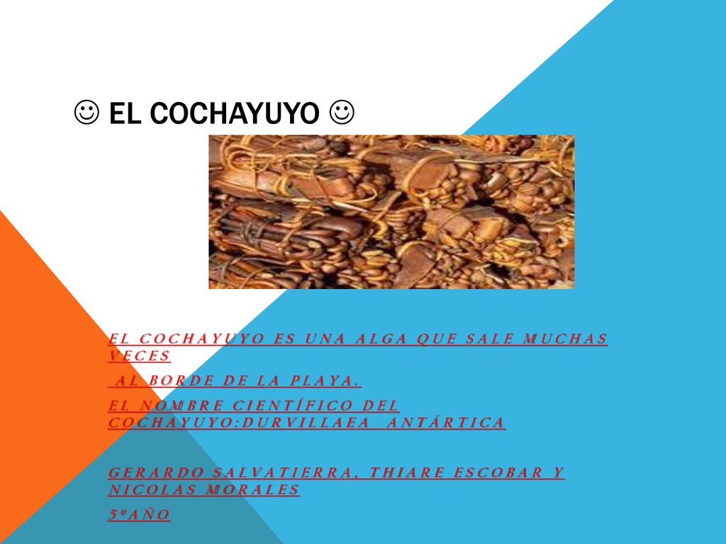 El cochayuyo  El cochayuyo es una alga que sale muchas veces