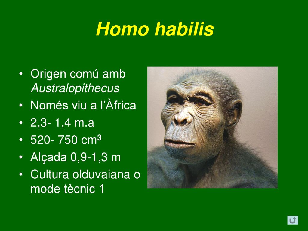 Homo habilis Origen comú amb Australopithecus Només viu a l’Àfrica