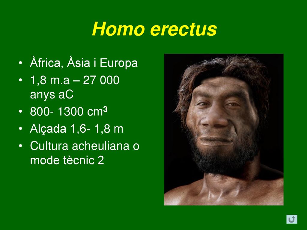 Homo erectus Àfrica, Àsia i Europa 1,8 m.a – anys aC