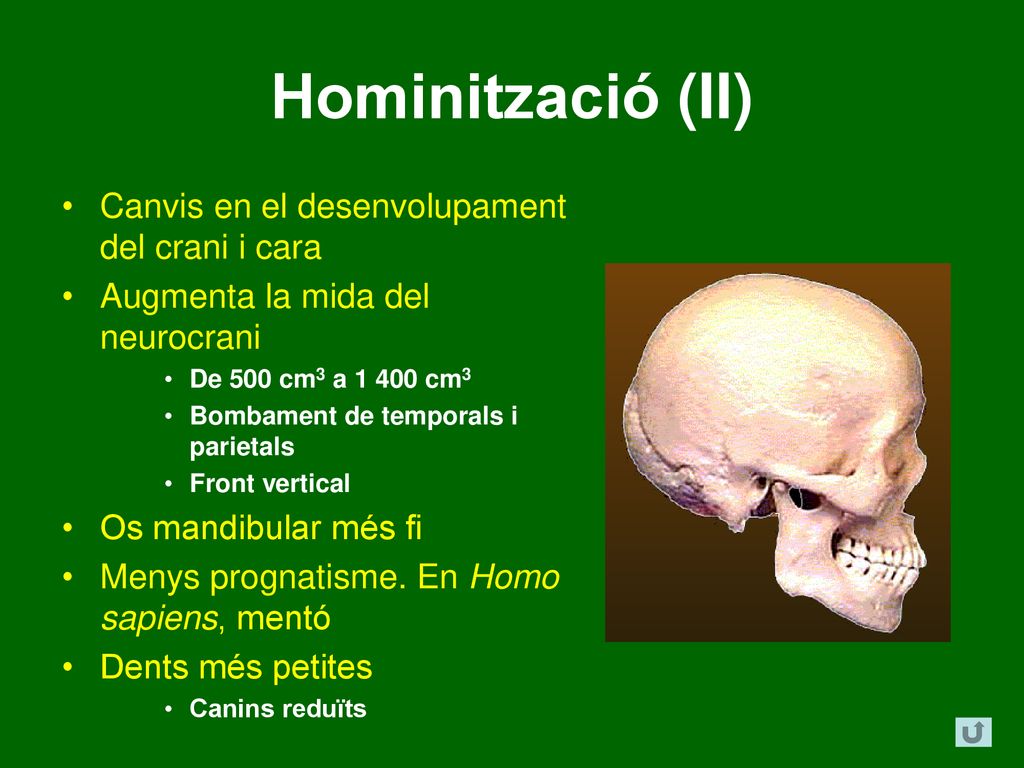 Hominització (II) Canvis en el desenvolupament del crani i cara