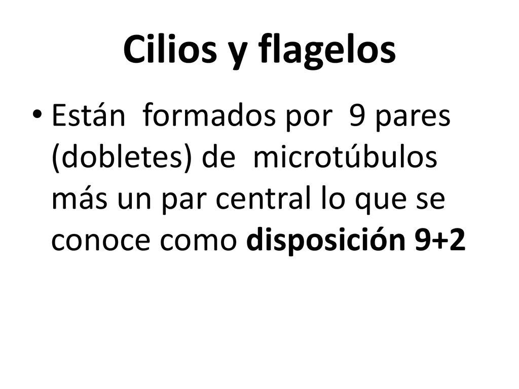 Cilios y flagelos Están formados por 9 pares (dobletes) de microtúbulos más un par central lo que se conoce como disposición 9+2.