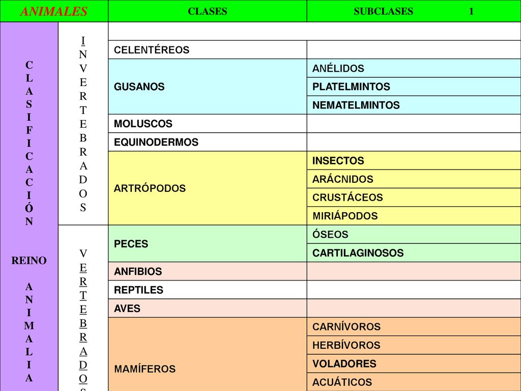 ANIMALES I N V E R T E B R A D O S V E R T E B R A D O S C L A S I F Ó