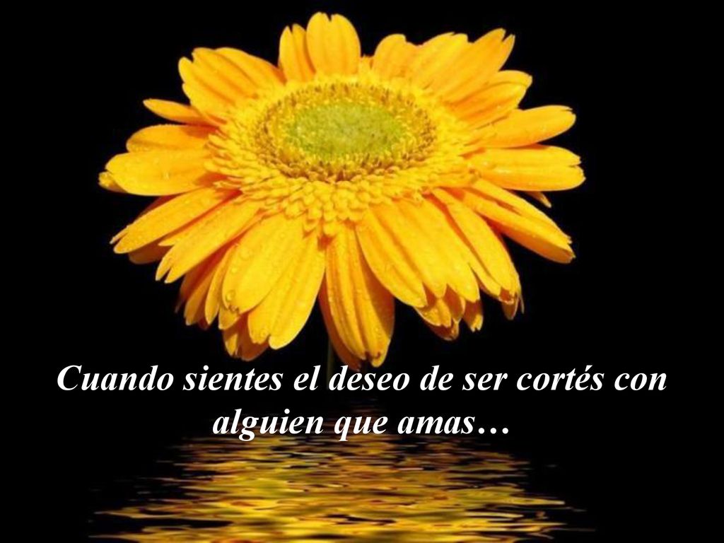 Cuando sientes el deseo de ser cortés con alguien que amas…