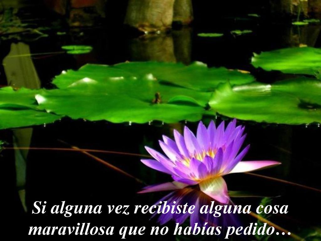 Si alguna vez recibiste alguna cosa maravillosa que no habías pedido…
